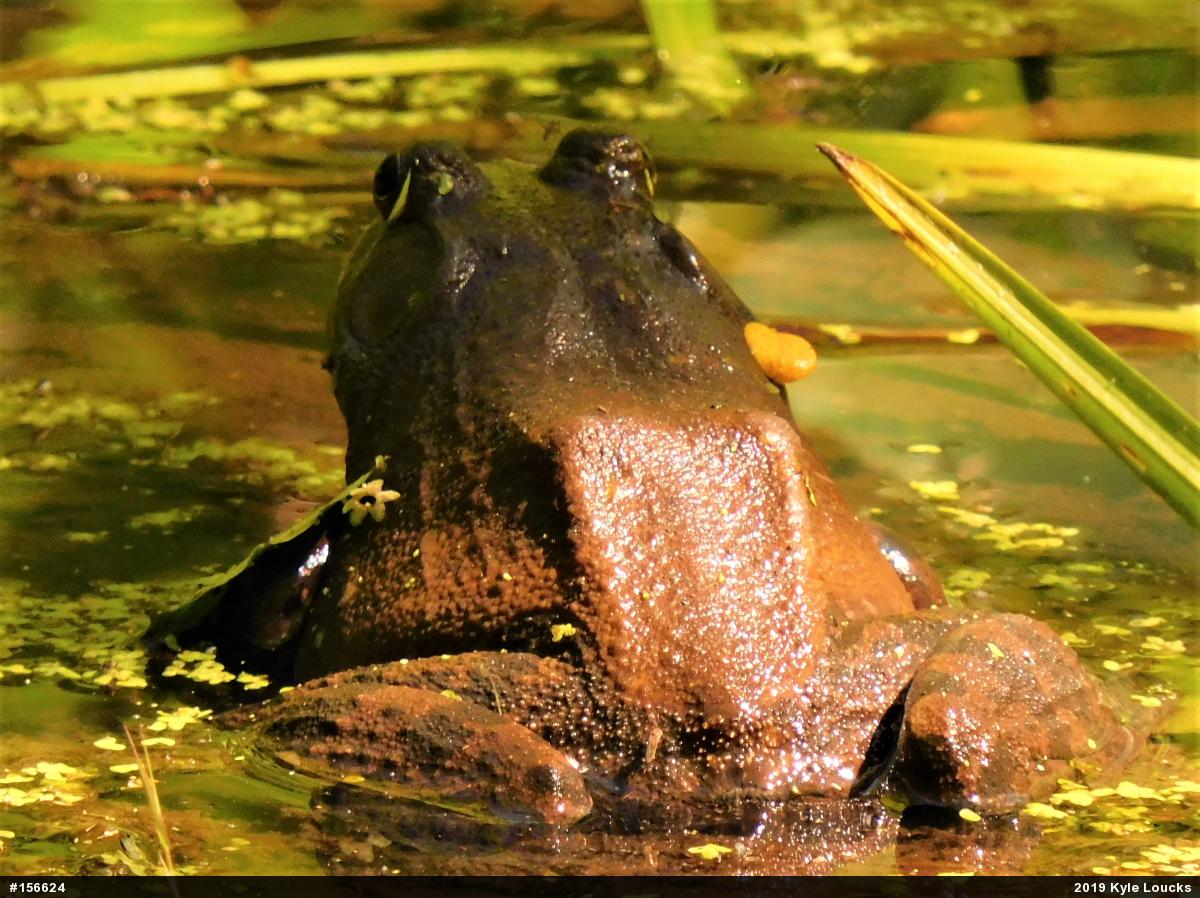 American Bullfrog