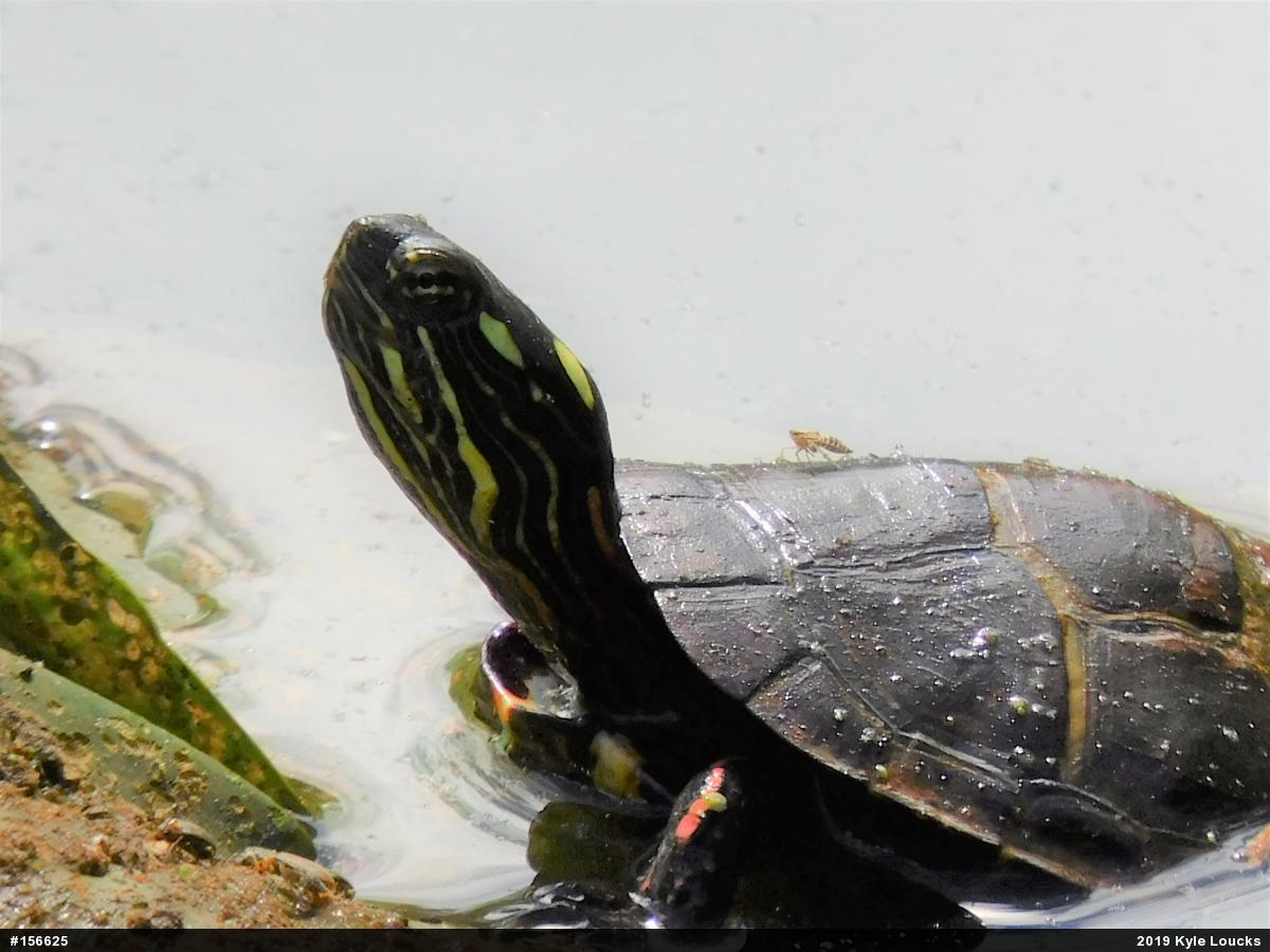 Eastern Painted Turtle