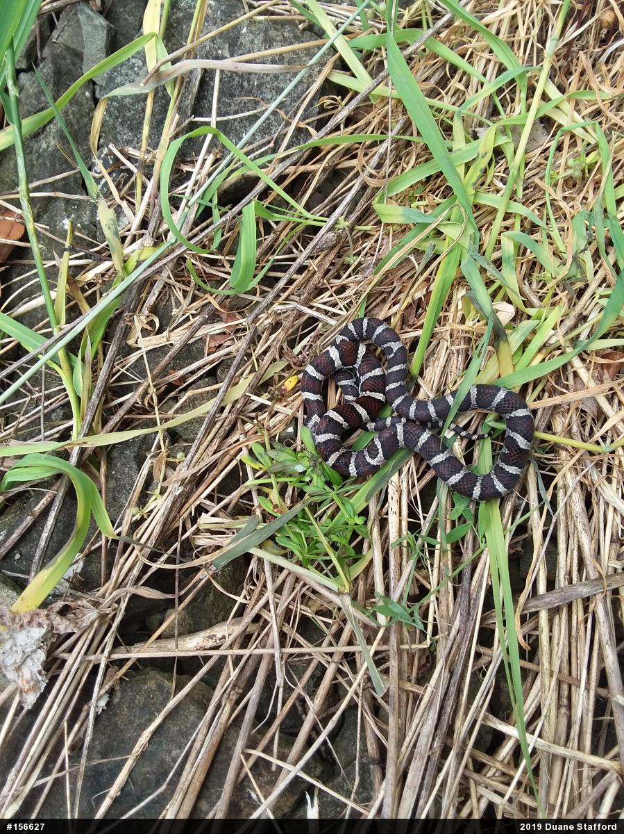 Eastern Milksnake