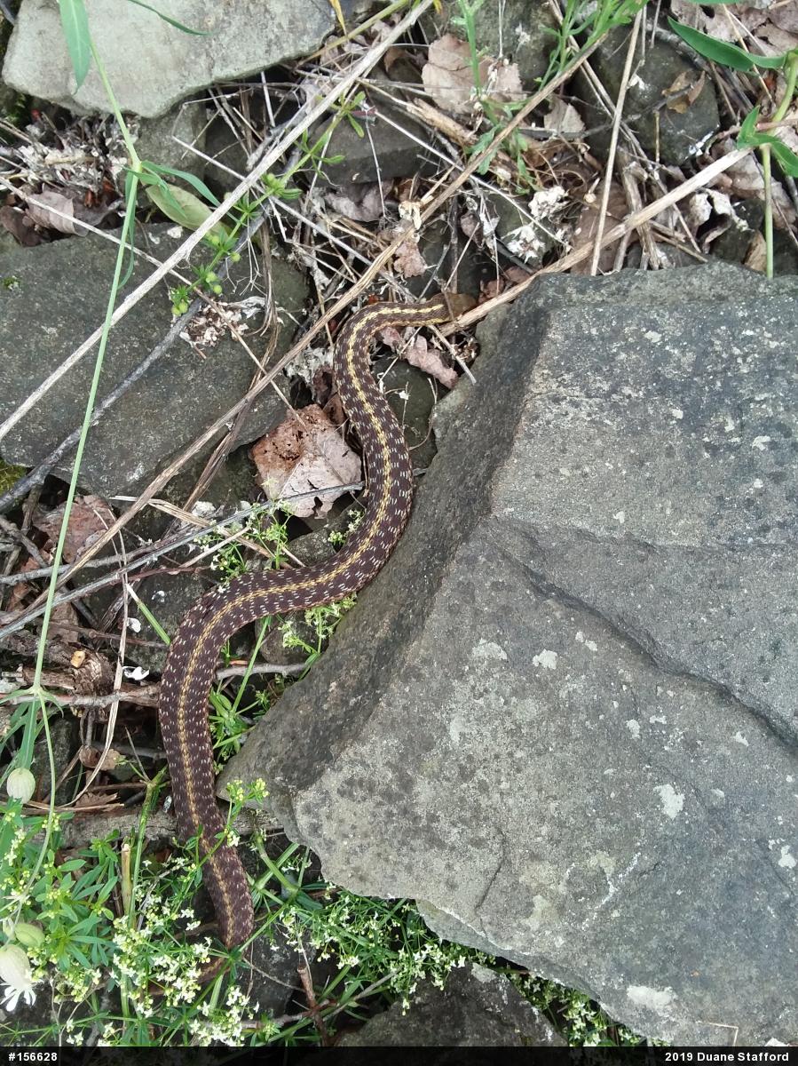Eastern Gartersnake