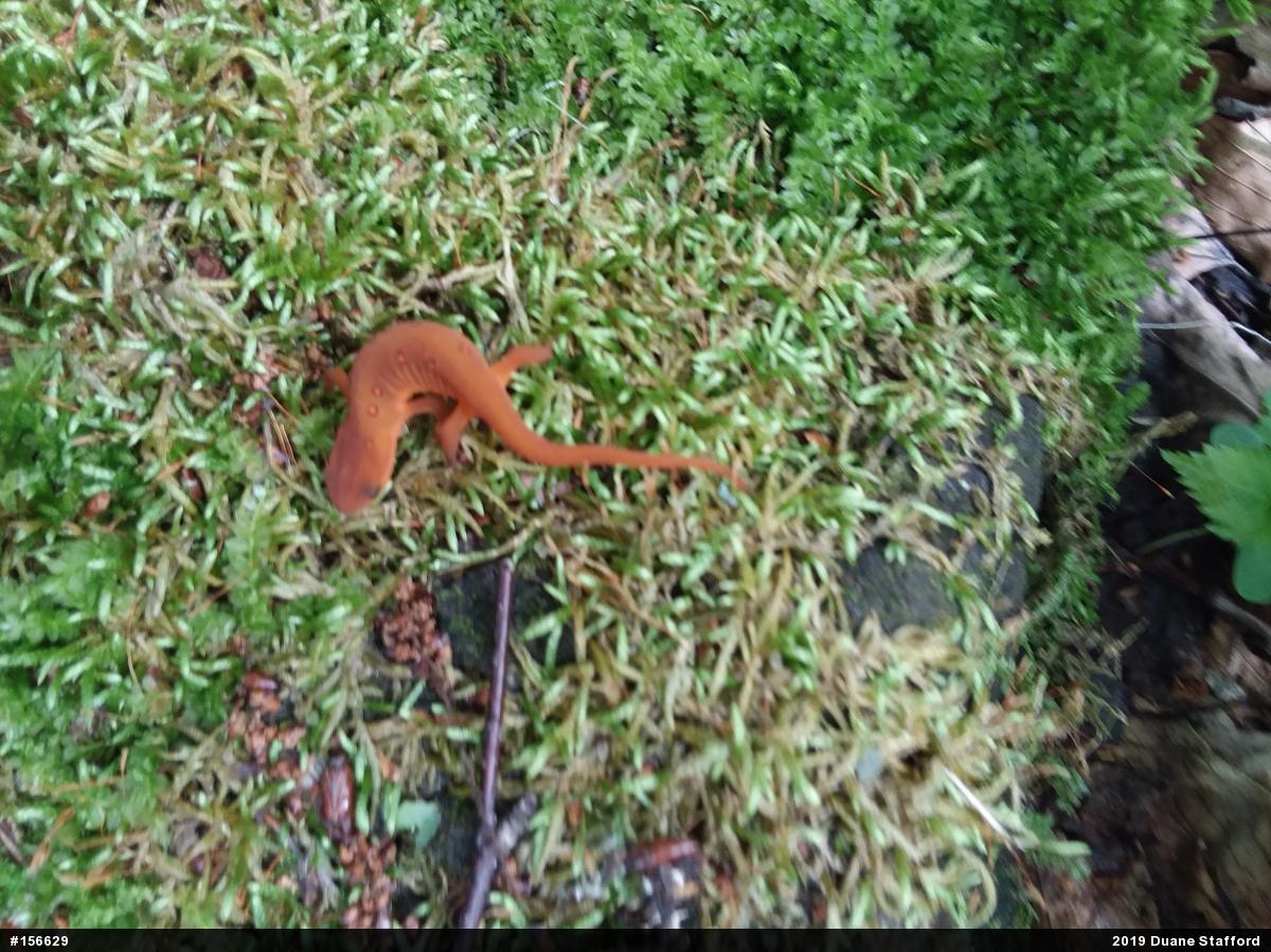 Red-spotted Newt