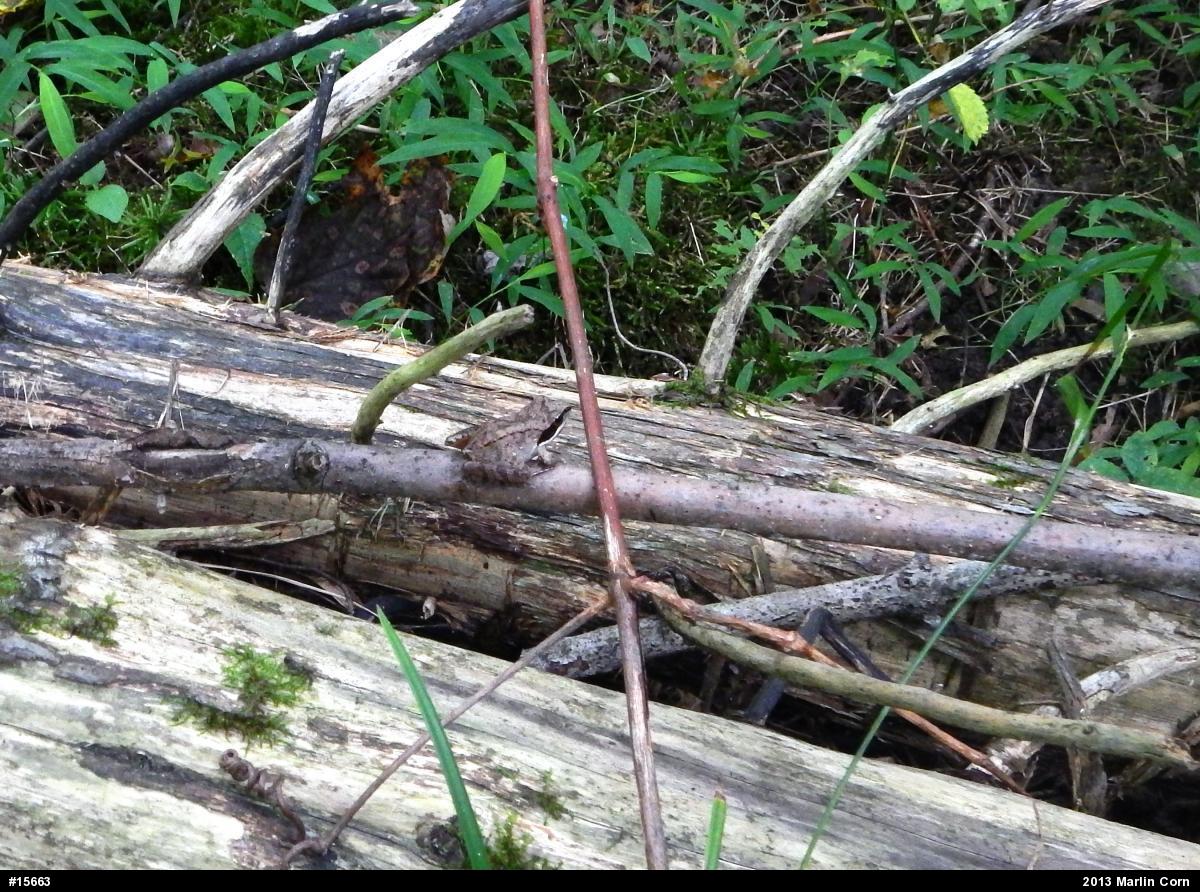 Wood Frog