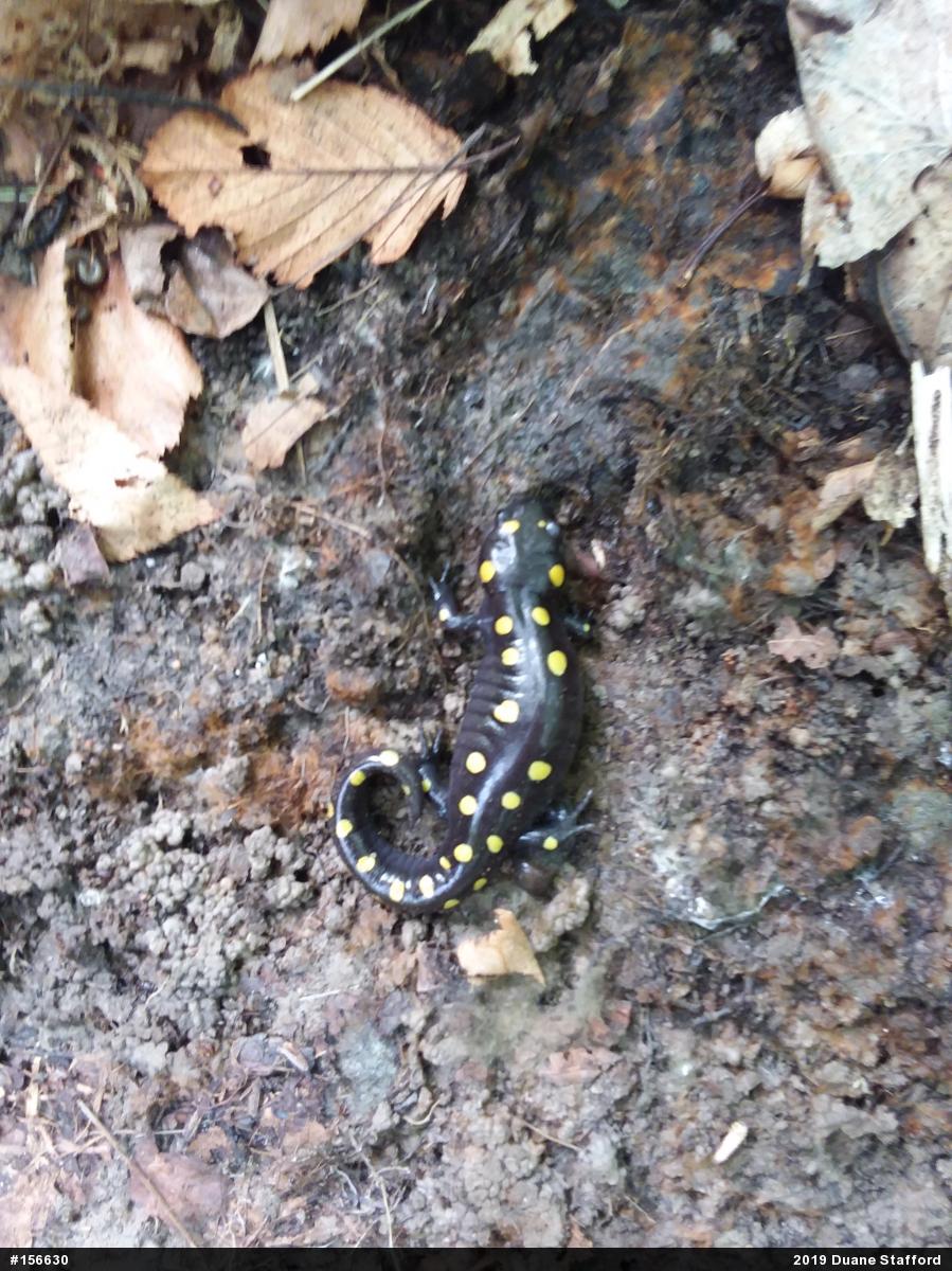 Spotted Salamander