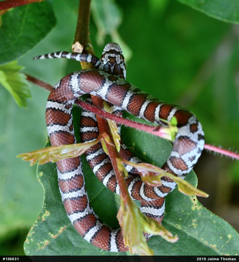 Eastern Milksnake