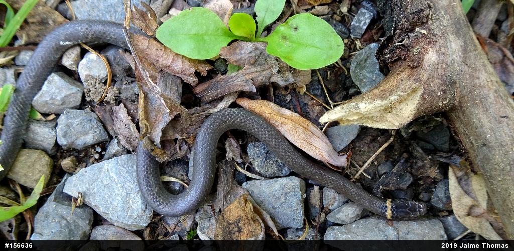 Northern Ring-necked Snake