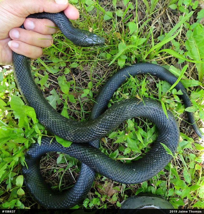 Eastern Ratsnake