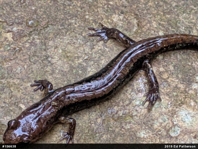 Allegheny Mountain Dusky Salamander