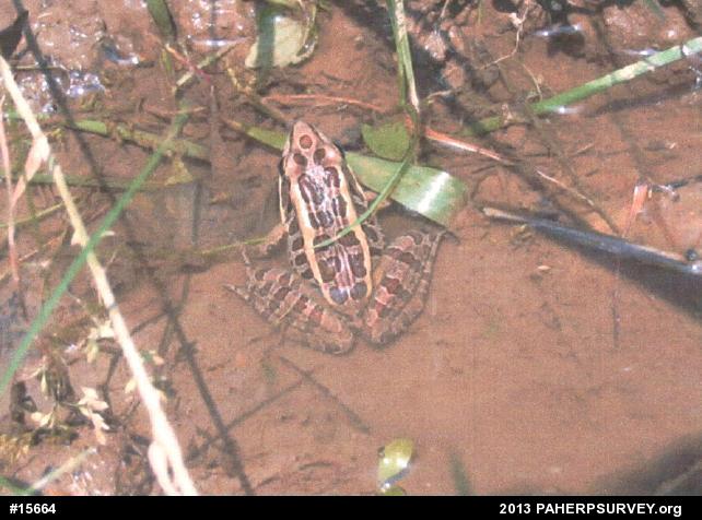 Pickerel Frog