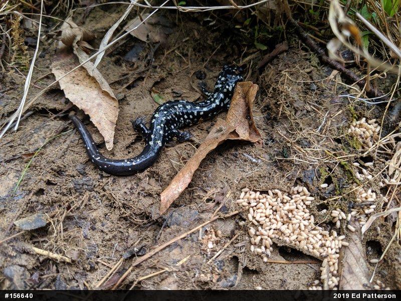 Northern Slimy Salamander