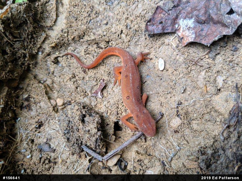 Red-spotted Newt