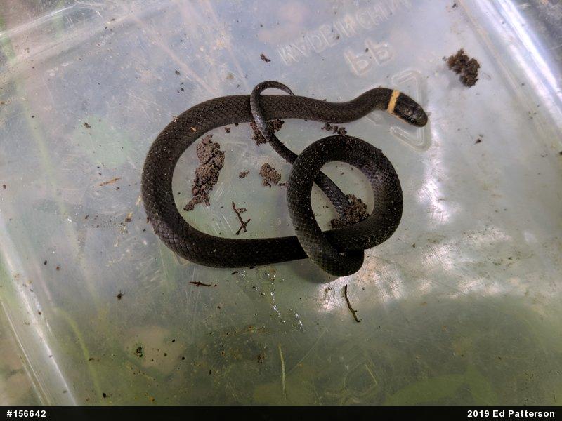 Northern Ring-necked Snake
