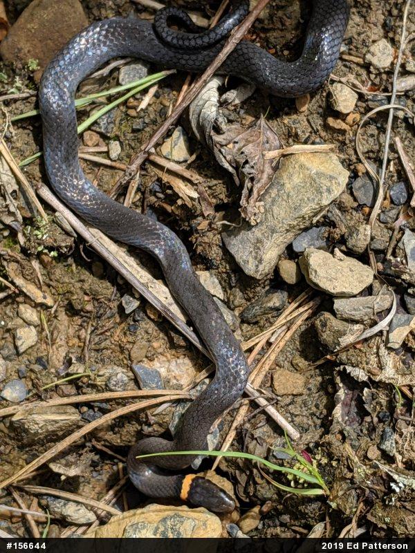 Northern Ring-necked Snake