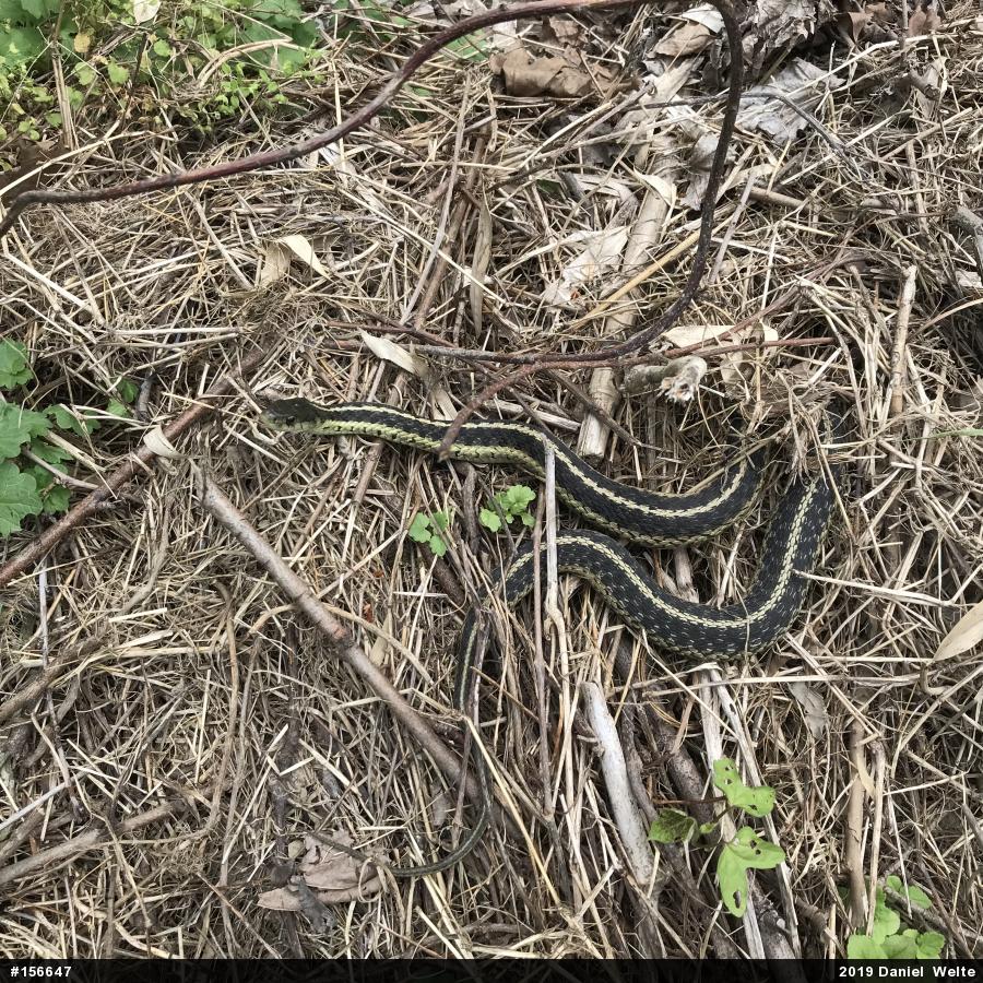 Eastern Gartersnake