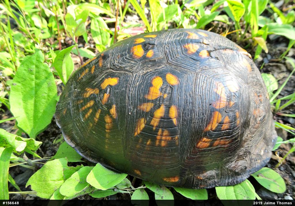 Eastern Box Turtle
