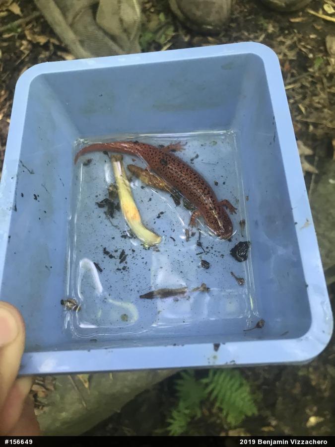 Northern Red Salamander