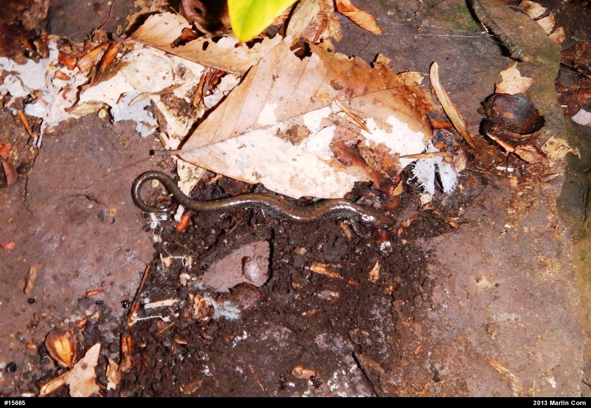 Eastern Red-backed  Salamander