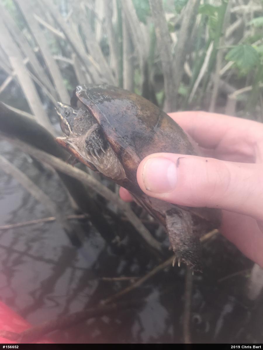 Eastern Musk Turtle