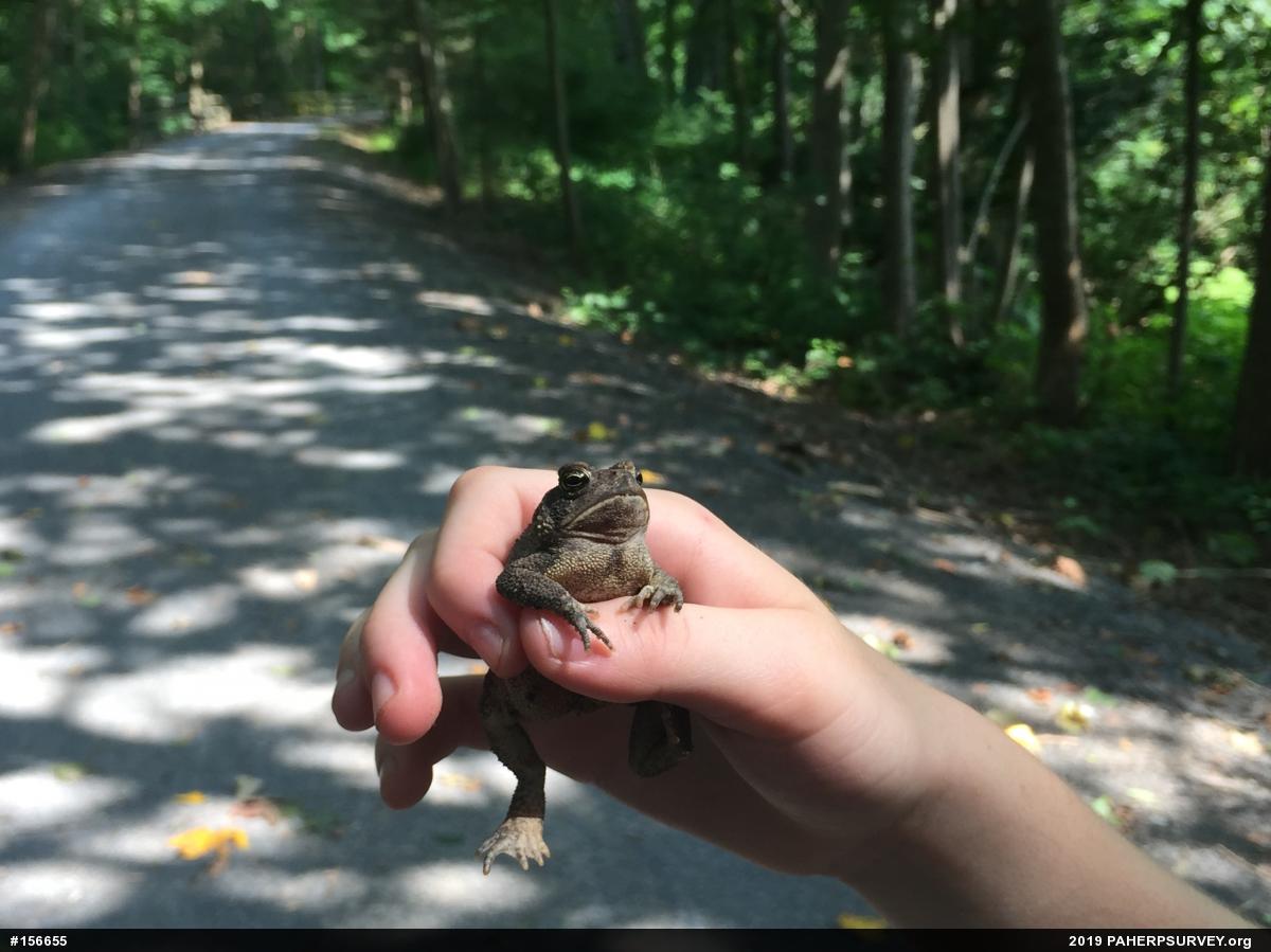 Eastern American Toad