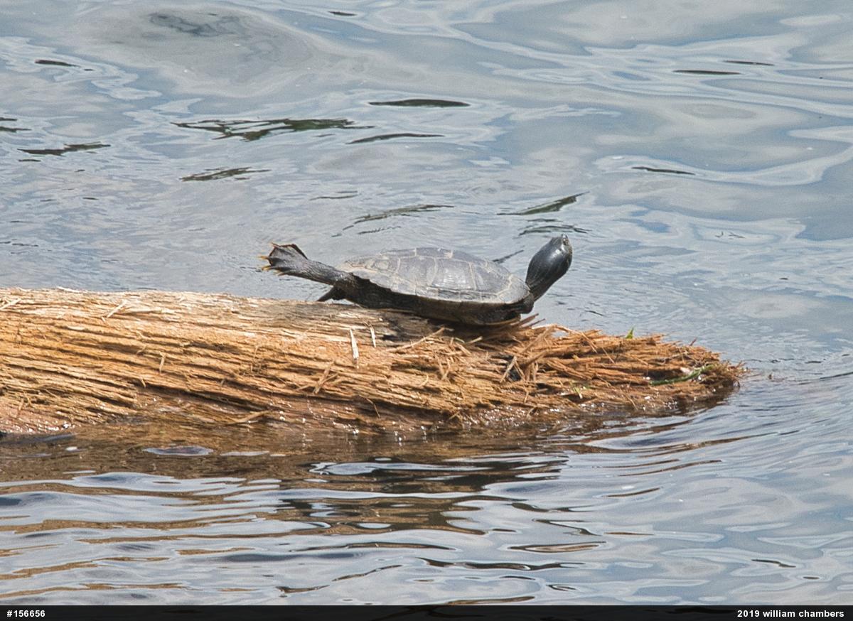Northern Map Turtle