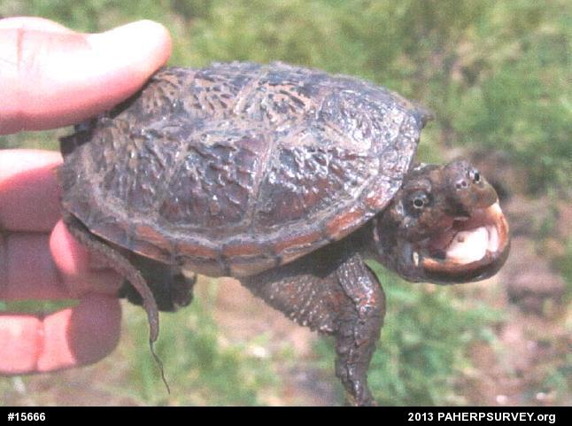 Snapping Turtle