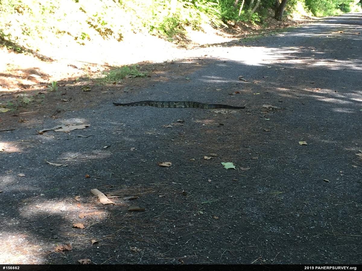 Timber Rattlesnake