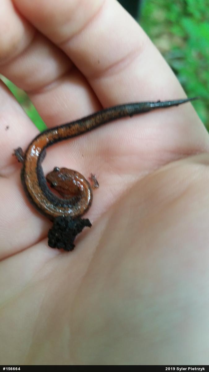 Eastern Red-backed  Salamander