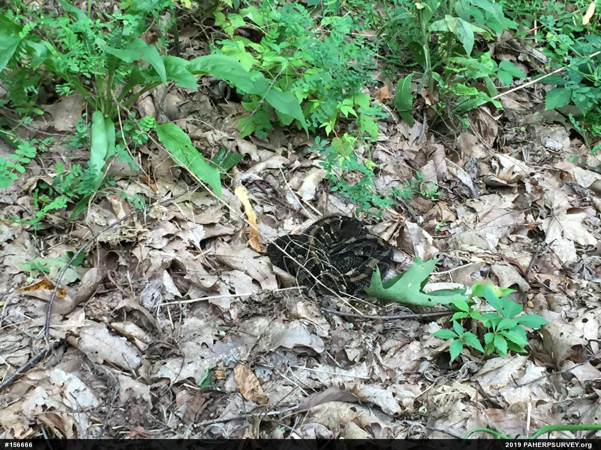 Timber Rattlesnake