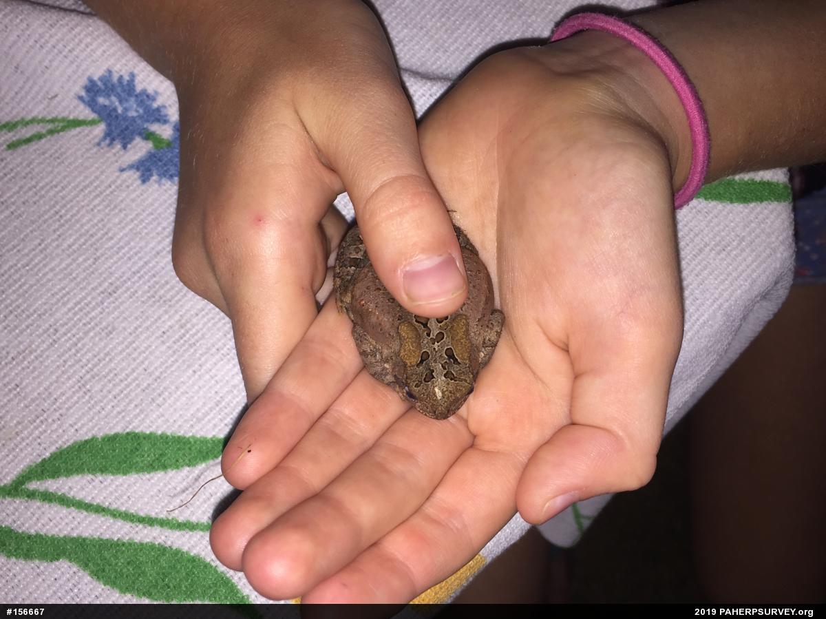 Eastern American Toad