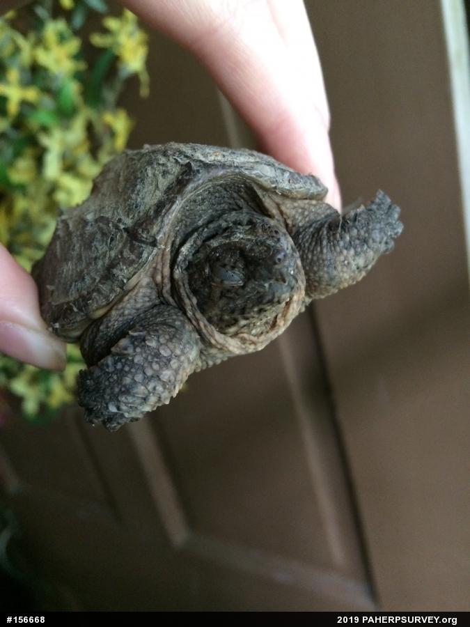 Snapping Turtle