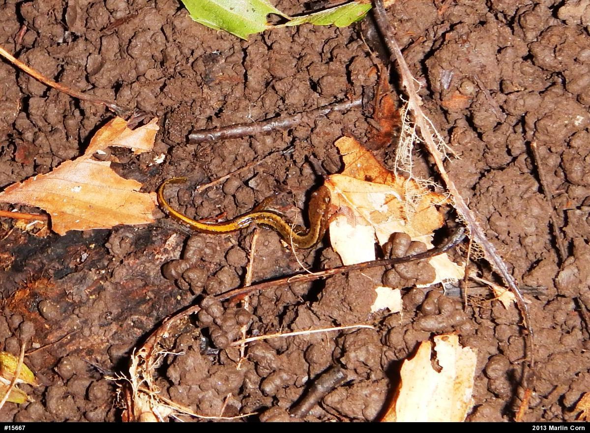 Northern Two-lined Salamander