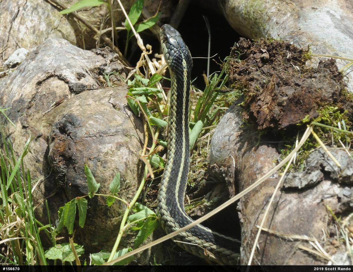 Eastern Gartersnake