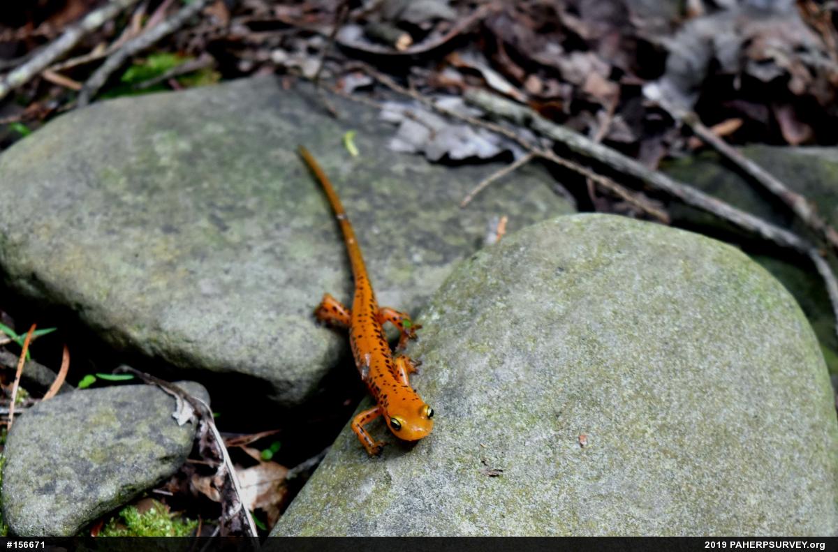 Eastern Long-tailed Salamander