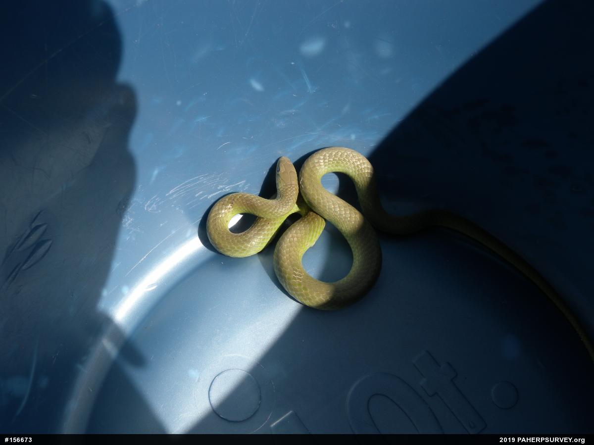 Smooth Greensnake