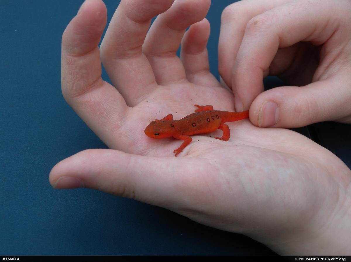 Red-spotted Newt