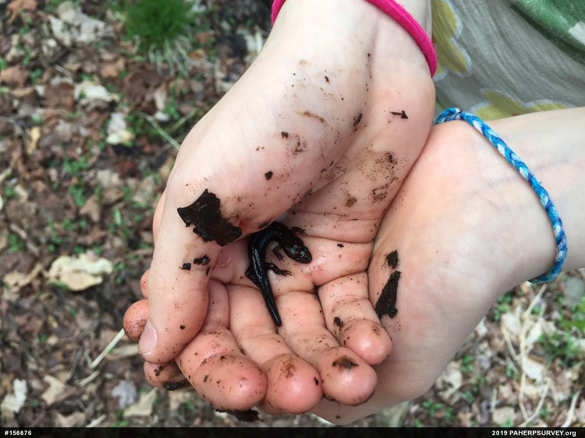 Allegheny Mountain Dusky Salamander