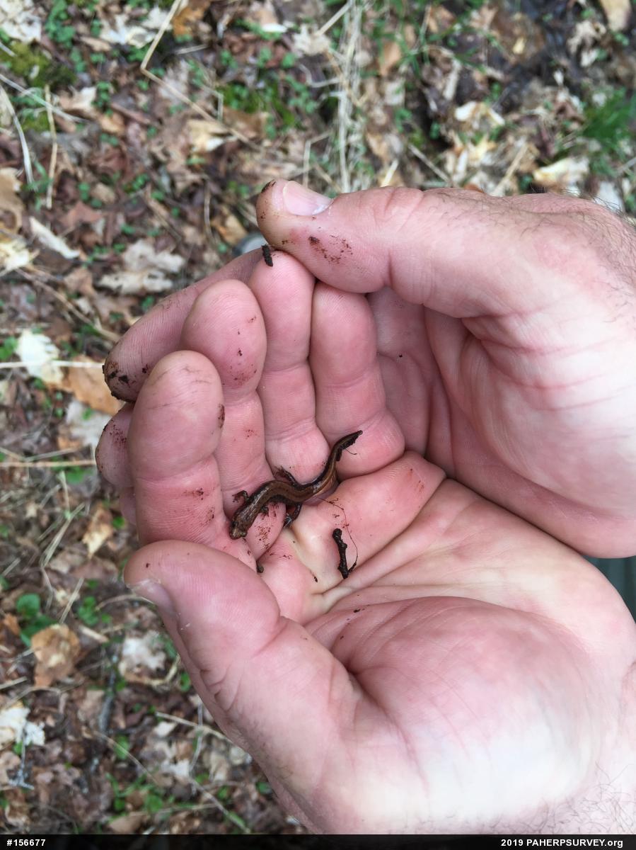 Allegheny Mountain Dusky Salamander