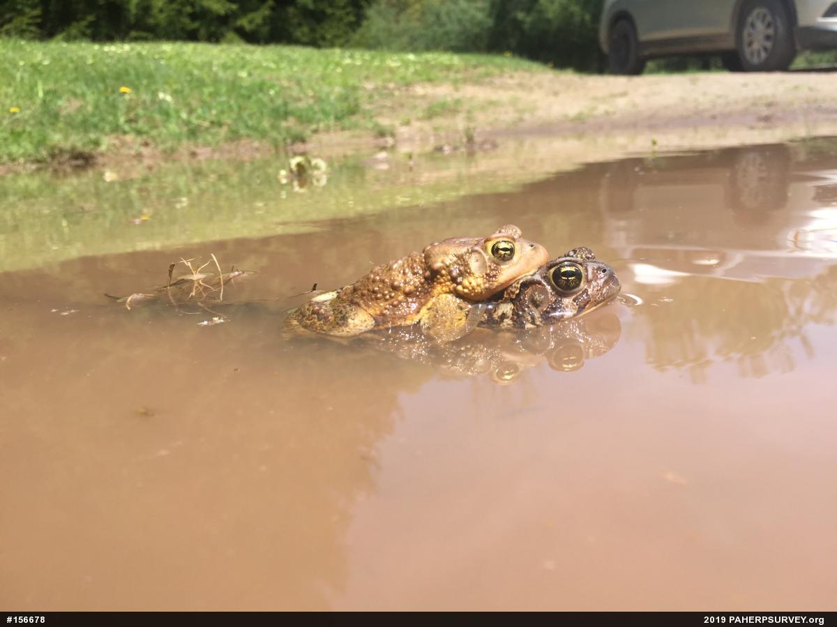Eastern American Toad