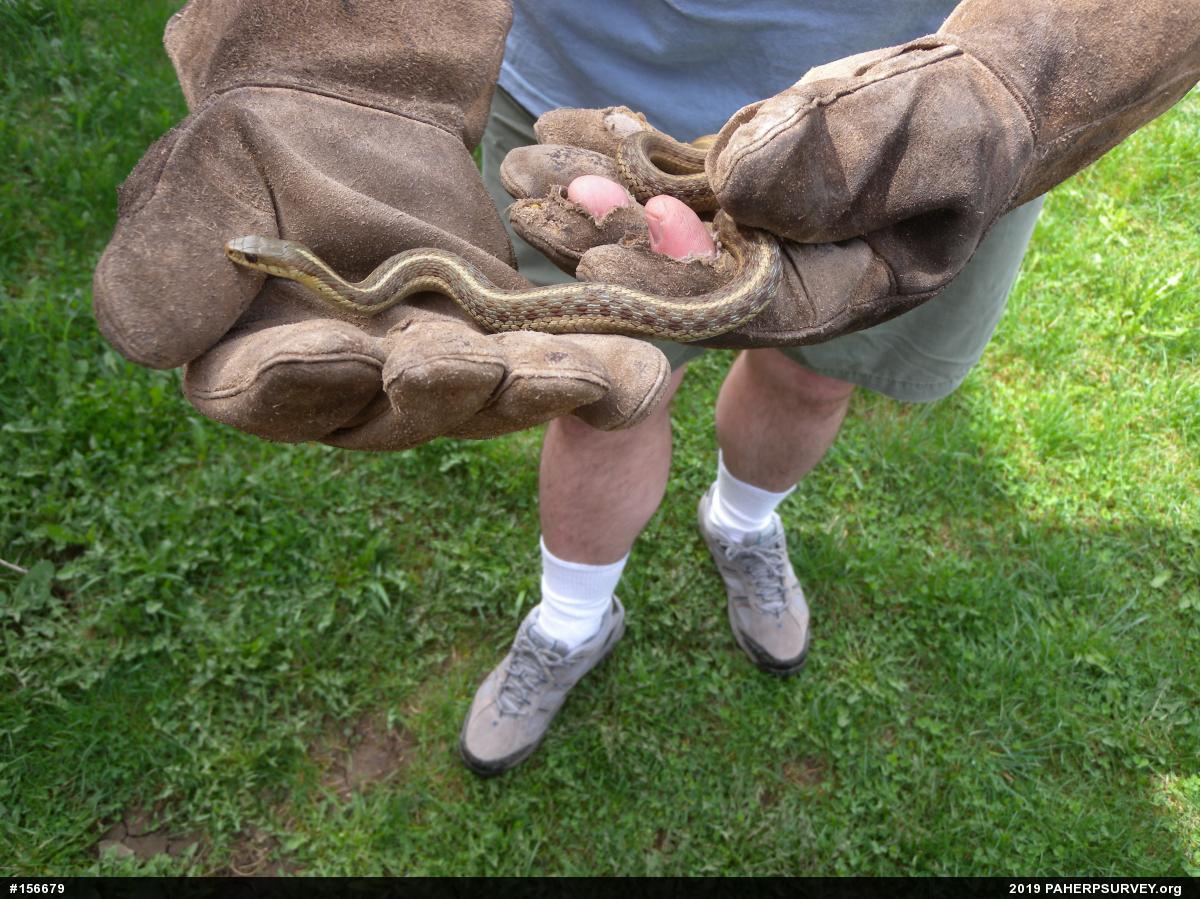 Eastern Gartersnake