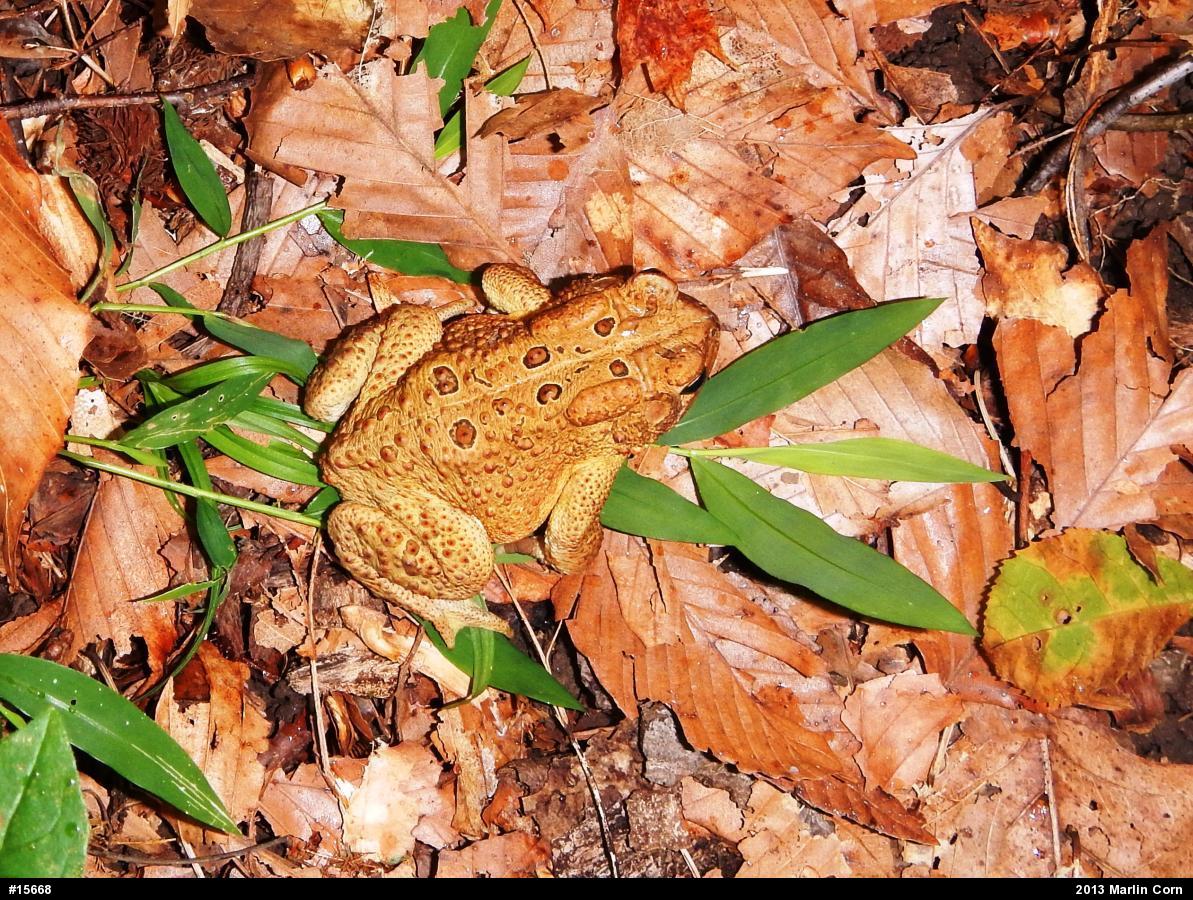 Eastern American Toad
