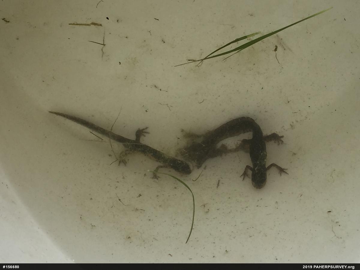 Red-spotted Newt