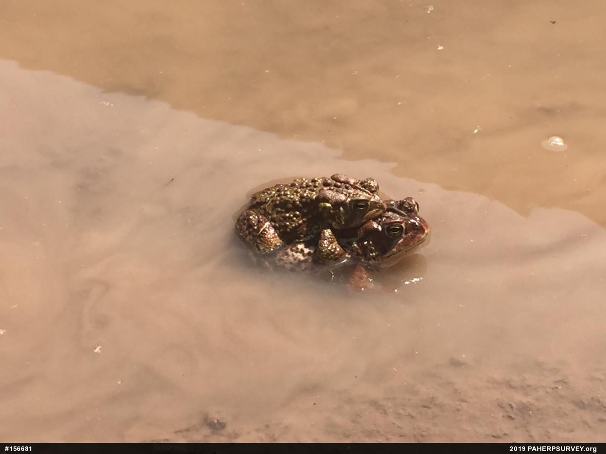 Eastern American Toad