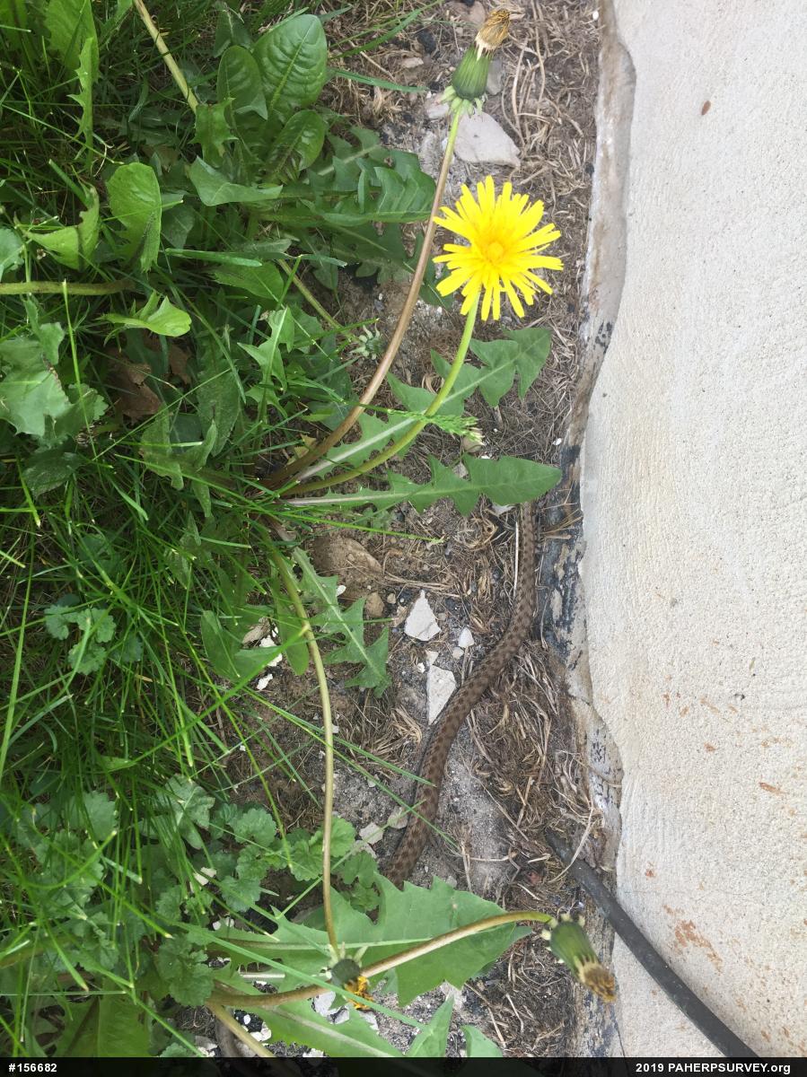 Eastern Gartersnake