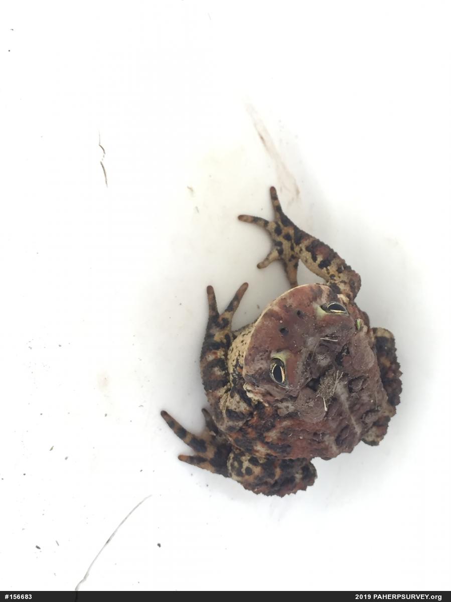 Eastern American Toad