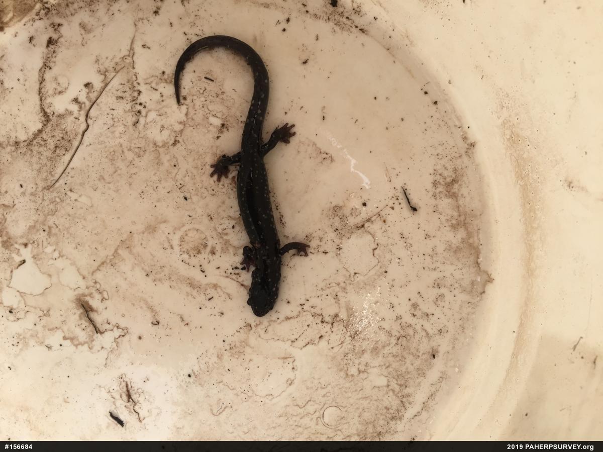 Northern Slimy Salamander