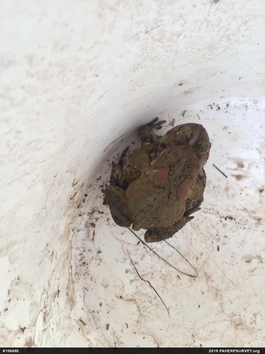 Eastern American Toad
