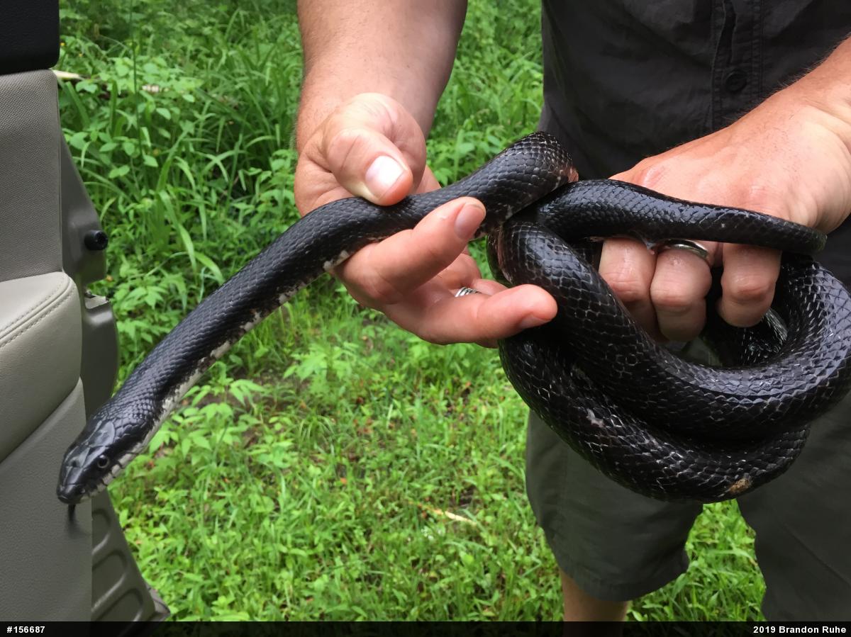 Eastern Ratsnake