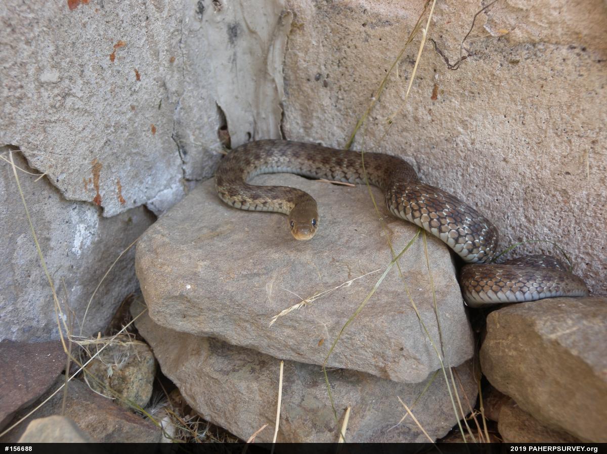 Eastern Gartersnake