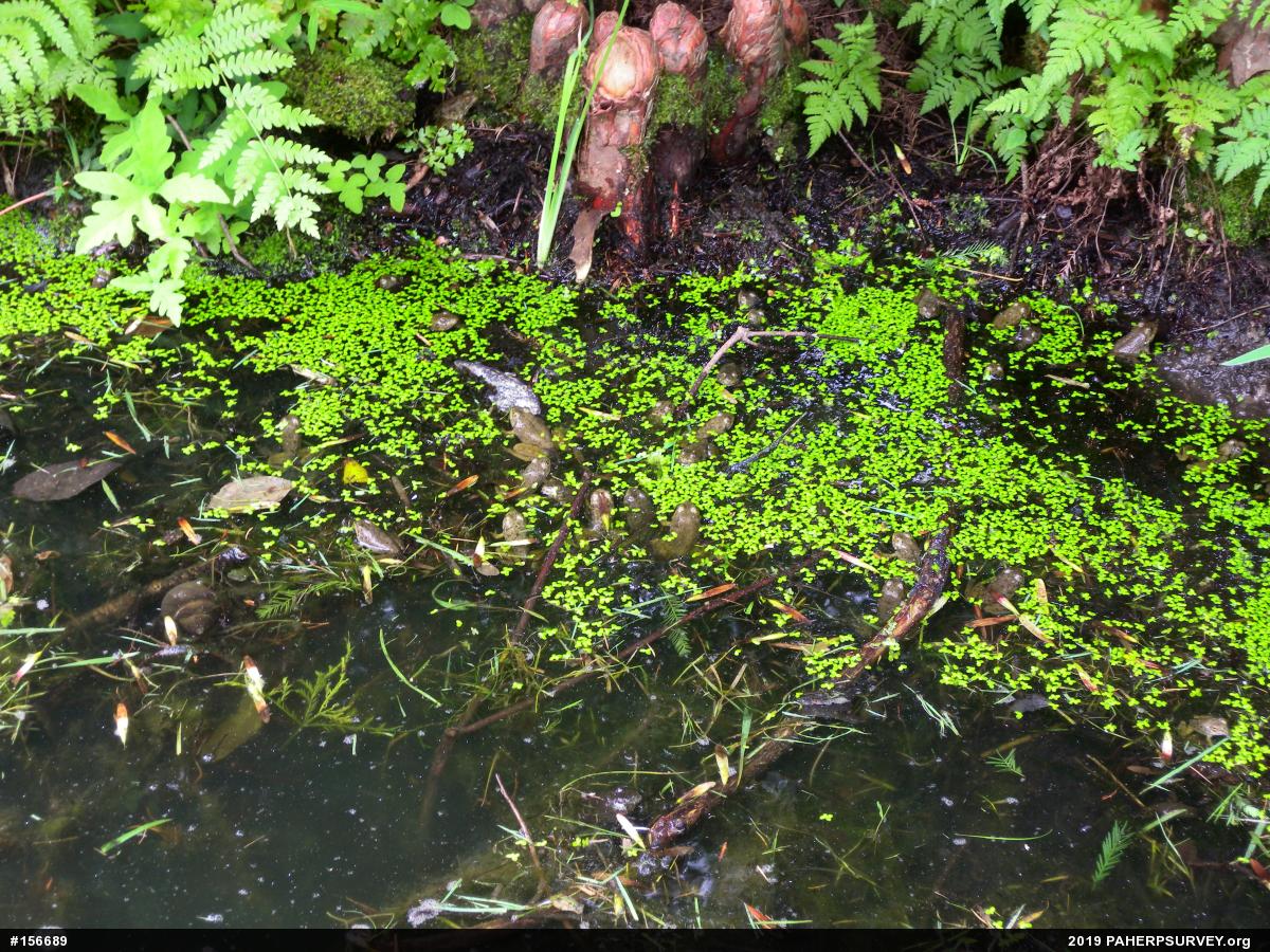 American Bullfrog