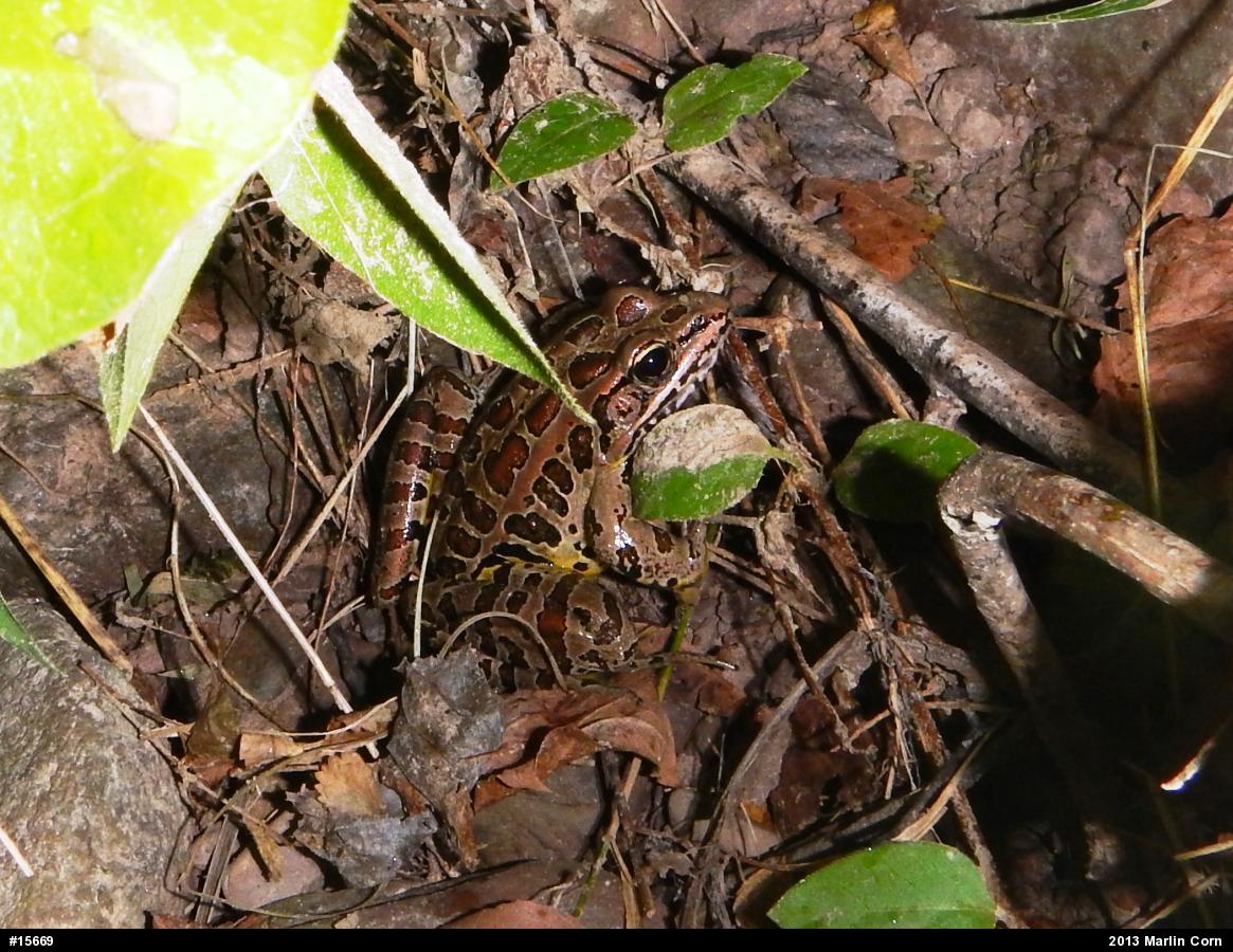 Pickerel Frog