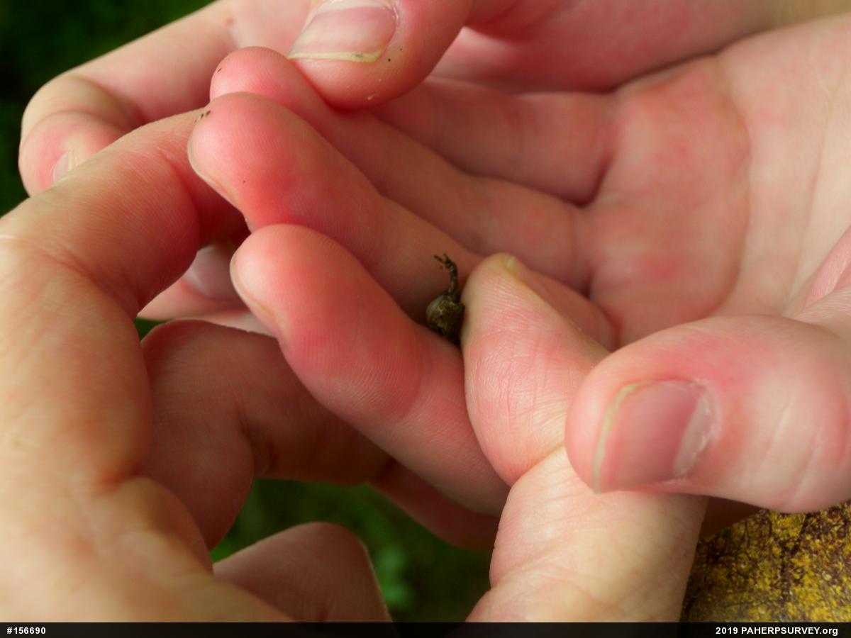 True Toads